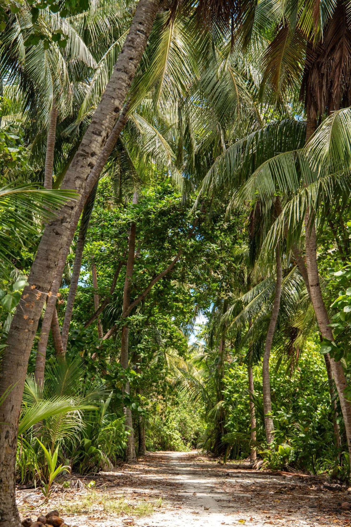 Tropical Tree Hotel Fehendhoo Екстериор снимка